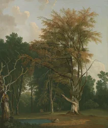 Bomen in een bosrijke omgeving