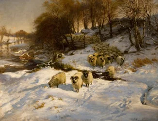 Schapen in de sneeuw
