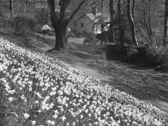 Narcissen op een heuvel, op de achtergrond gebouwen