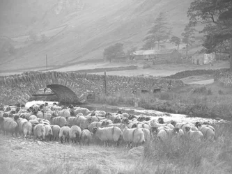 Groep schapen voor stenen brug over water, bergen en gebouwen op achtergrond
