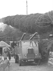 Vrachtwagen wordt geladen met kerstboom