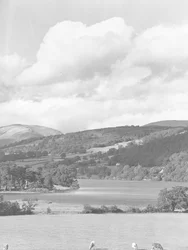 Uitzicht over grazend vee in velden naar Esthwaite water, met bos en heuvels op achtergrond