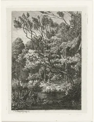 Bosgezicht