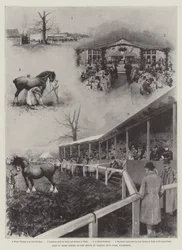 Verkoop van Shire-paarden op de stoeterij van de Prins van Wales, Wolferton
