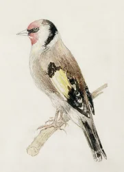 Distelvink, uit Het Farnley Boek van Vogels, c.1816