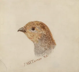 Patrijs, uit Het Farnley Boek van Vogels