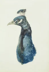Pauw, uit Het Farnley Boek van Vogels, c.1816
