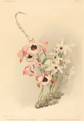 Dendrobium Hybridium Venus en Dendrobium Hybridium Cassiope
