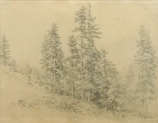 Zilverspar