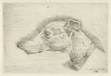 Kop van een hazewindhond