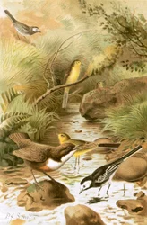 Waterspreeuw, Witte Kwikstaart en Gele Kwikstaart