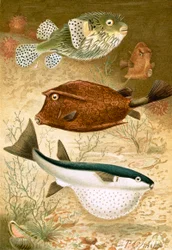 Kogelvis en Koffervis