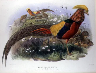 Thaumalea picta (Gouden fazant) gegraveerd door M. & N. Hanhart
