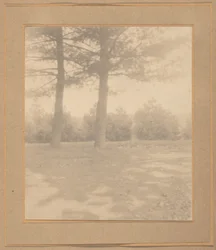 Landschap met bomen,c. 1900 (foto)