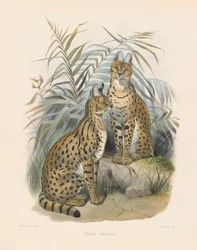 Afrikaanse Serval (Felis serval)