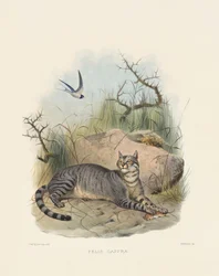 Afrikaanse wilde kat (Felis caffra)