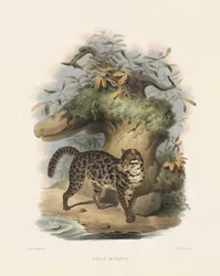 Aziatische luipaardkat (Felis scripta)