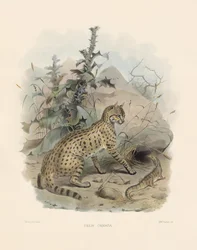 Aziatische wilde kat (Felis ornata)