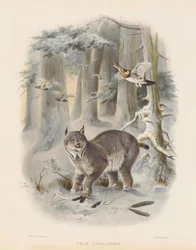 Canadese lynx (Felis canadensis)