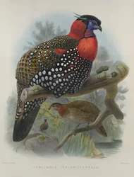 Karmozijnbuikige Tragopan, gegraveerd door M. & N. Hanhart, 1870-72 door Wolf, Joseph (1820-99) & Smit, J. (fl. 1870)