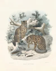 Amerikaanse lynx (Felis euptilura)