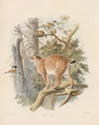 Amerikaanse lynx (Felis lynx)