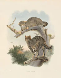 Europese wilde kat (Felis catus)