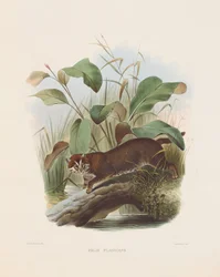 Platkopkat (Felis planiceps)
