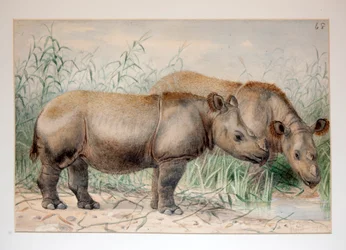 Harige gehoornde neushoorn