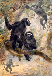 Hoolocks Gibbon, 1869