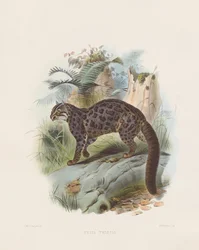 Gemarmerde Kat (Felis tristis)