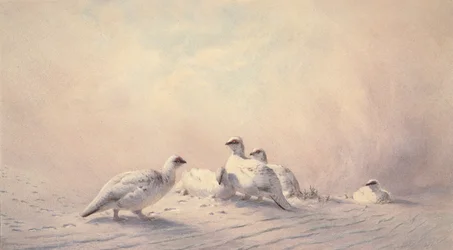 Sneeuwhoen, winter