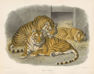 Bengaalse tijger (Felis tigris)
