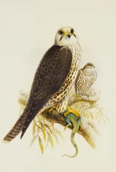 Saker Valk