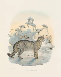 Steppe lynx (Felis caudatus)