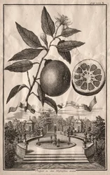 Nurnbergische Hesperides: Aranzo de fior doppio, 1714