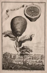 Nurnbergische Hesperides: La Luchetta Imoperiale