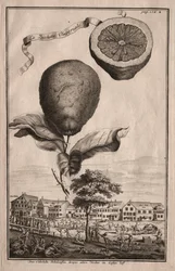 Nurnbergische Hesperides: La Luchetta Imoperiale, 1714