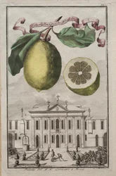 Nurnbergische Hesperides: Nr. 125 - Limon Ponzino da Neapoli. Palazzo del N. H. Cornaro à Fiesso