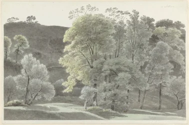 Bomen in de omgeving van Subiaco