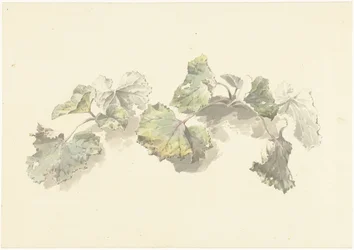 Studie van bladeren
