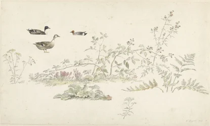 Studieblad met planten en watervogels