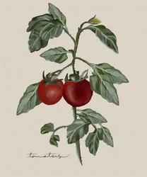 Rijpe tomaten aan de tros