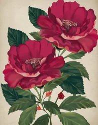 Roos van de Voorzienigheid