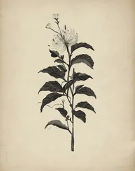 Vintage botanische illustratie