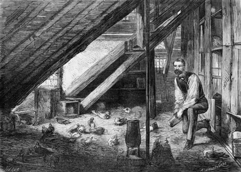 Postduiven in 1870 (afbeelding)