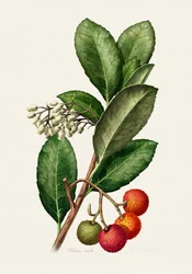 Vintage aardbeiboom