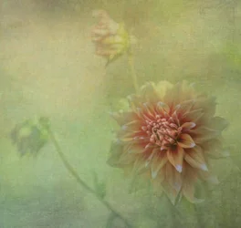 Dromerige dahlia in bloei