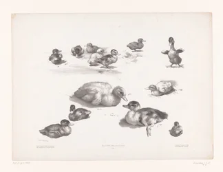 Studies van eenden en eendenkuikens