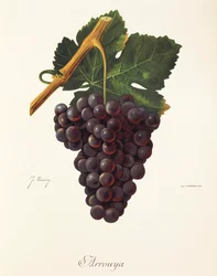 Arrouya druif door J. Troncy